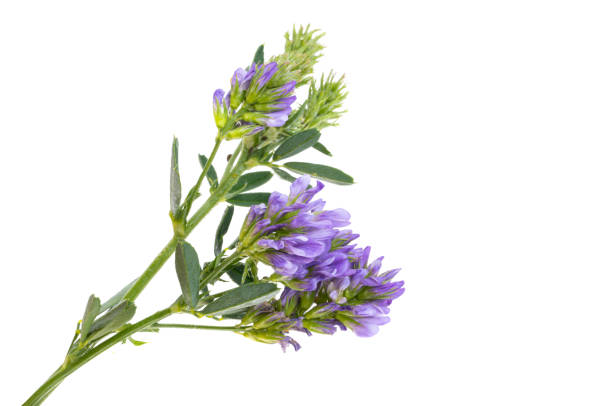 alfalfa flower isolated stock photo