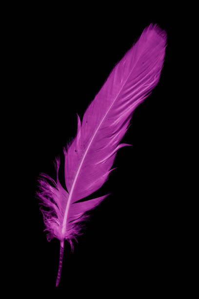istock violet feather goose on a black isolated background 1409933507