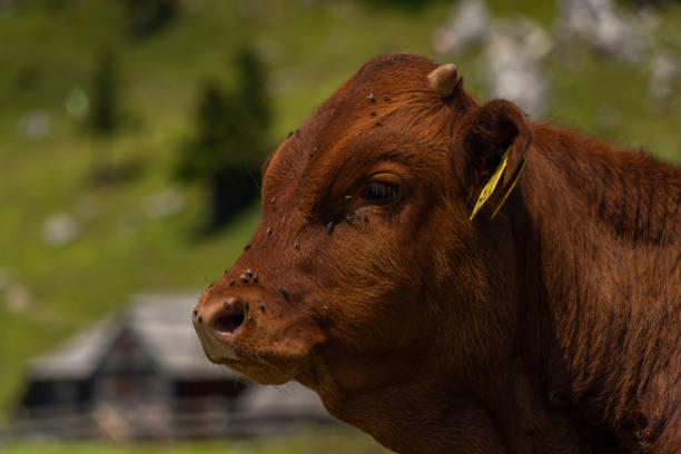 Clean color bull with blue sky background in Velika Planina mountains in Slovenia