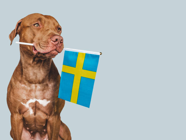 adorabile, grazioso cane e bandiera della svezia - 11325 foto e immagini stock