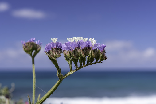 Mediterranean sea hues in the background, as small waves break on beach with a Sea Lavender (Limonium sinuatum) flowerhead in the center of the frame. Photo taken at Toxeftra beach in the Akamas Peninsula of Cyprus. Nikon D750 with Nikon 24-70mm ED VR zoom lens.