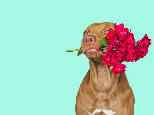istock Lovable, pretty brown puppy and bright flowers 1409934675