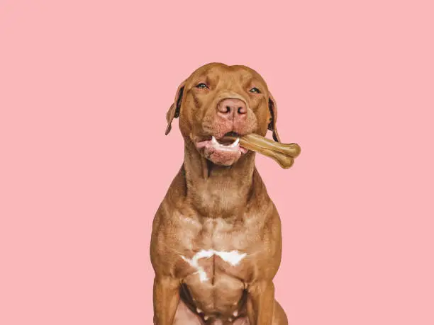 Photo of Lovable, pretty brown puppy, holding a bone