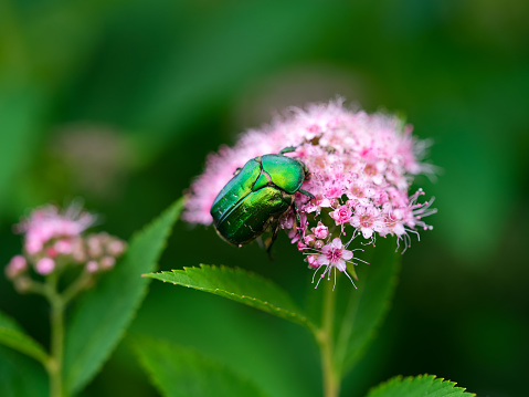 A Green Rose Chafer on a pink Spiraea japonica flower in nature
