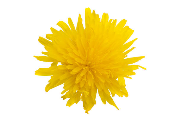istock yellow meadow flower isolated 1409935948