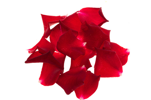 Beautiful red rose petals on white background, top view