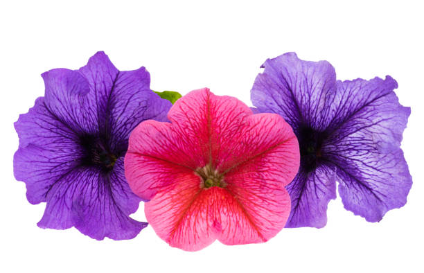 istock petunia flower isolated 1409937118