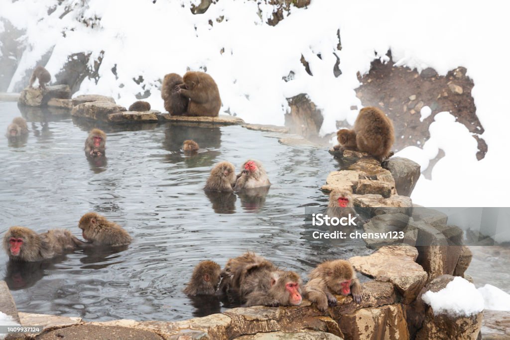 The monkeys in the hot spring The monkeys also like the hot spring Japanese Macaque Stock Photo