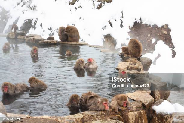 The Monkeys In The Hot Spring Stock Photo - Download Image Now - Japanese Macaque, Japan, Jigokudani - Nagano