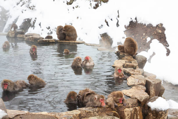 the monkeys in the hot spring - jigokudani imagens e fotografias de stock