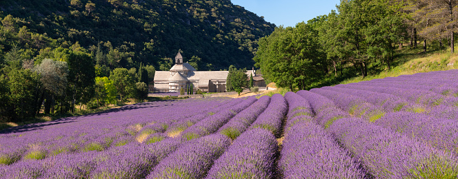 Senanque Abbey in Provence with lavender fields in Summer. Vaucluse, Provence-Alpes-Cote-d'Azur region of France