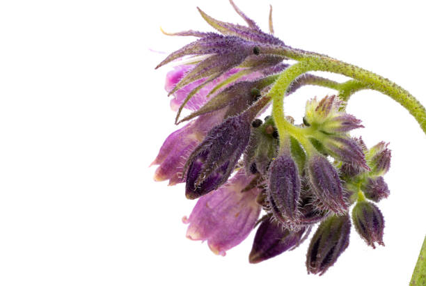 istock lilac wild flower isolated 1409937173