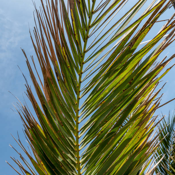 a green palm leaf against a blue sky stock photo