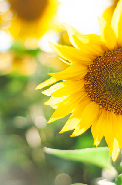 istock half a sunflower in the field 1409938789