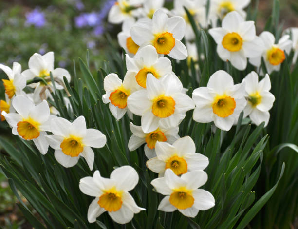 istock Narcissus (daffodils) bloom in the flowerbed. 1409939024