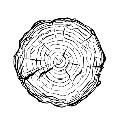 Sawed down the trunk of a tree hand-drawn in the style of a sketch. Dashed drawing of a round stump. Isolated vector illustration.