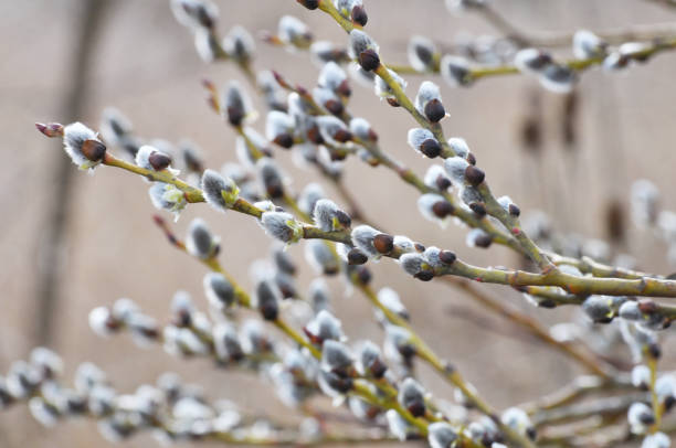 branches de saule (salix caprea) avant la floraison - goat willow photos et images de collection