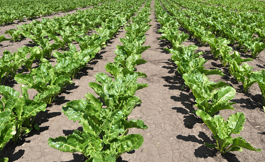 In the spring, sugar beet grows on the farmer's field