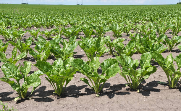 istock On the farm field grow sugar beets 1409940099