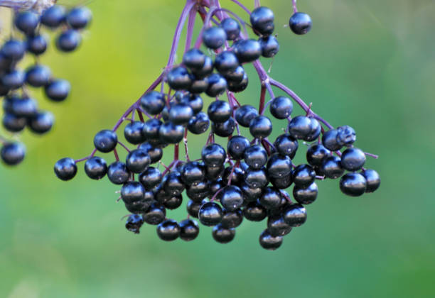 istock Bunch of elderberries with ripe berries 1409940130