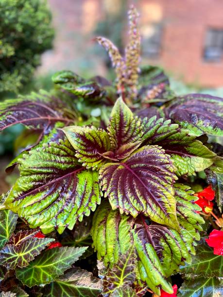 istock Coleus in the City 1409940569
