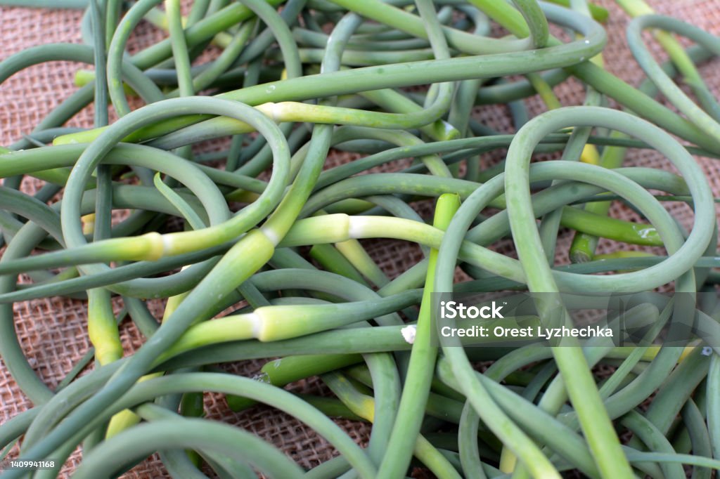 Garlic arrows are collected In the pile are young harvested garlic arrows Agriculture Stock Photo