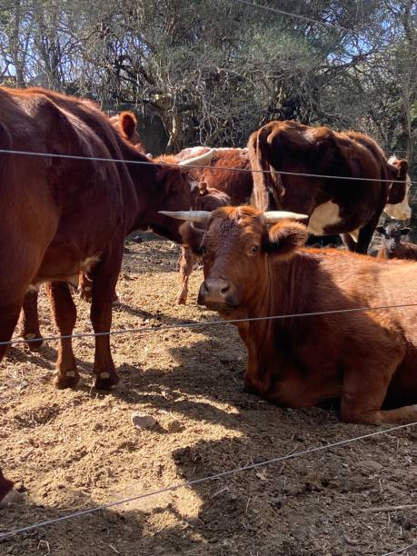 istock Cow at a farm 1409943050