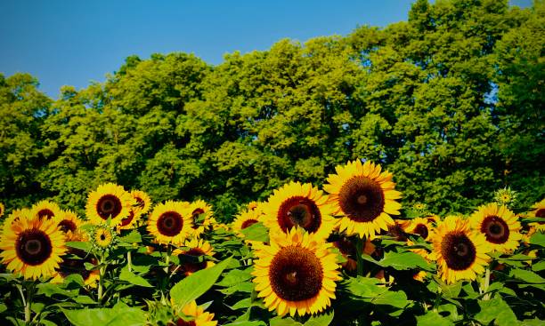 istock A Sea of Sunflowers 1409943976