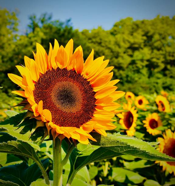 istock Multiple Sunflowers Reaching for The Sun 1409943980