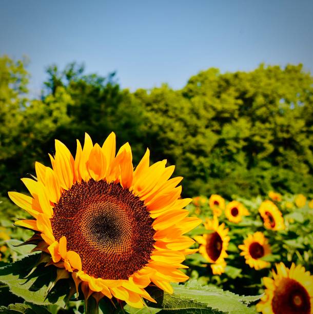 istock Sunflowers Leaning Into the Sun 1409943993