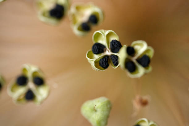 Close up of dried out Allium seed head with depth perspective. Fruiting umbels of the onion Allium Giganteum flower with seeds. Shallow depth of field