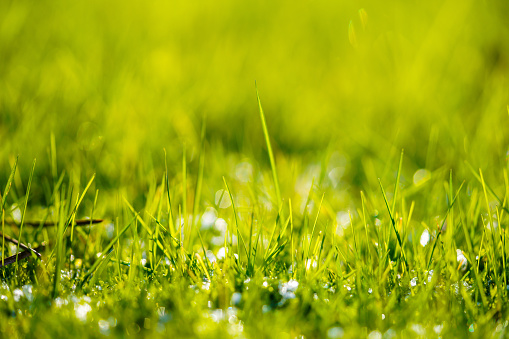 Green Grass After Rain HD Wallpapers. Photographed in natural environment after rain.