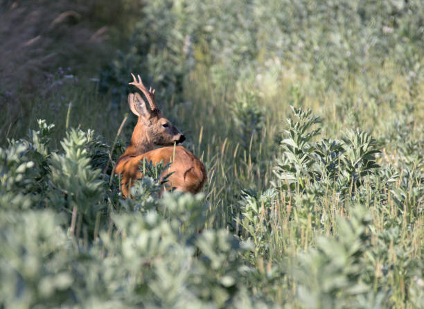 istock The deer in the crop field 1409946056