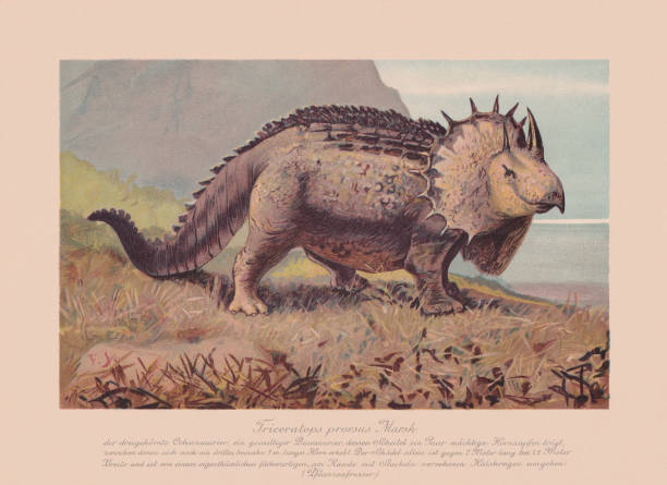 Triceratops prorsus, chromolithograph, published in 1900 Triceratops prorsus - an extinct genus of herbivorous ceratopsid dinosaur of the Cretaceous Period. Chromolithograph after a drawing by F. John, published in 1900. biology class stock illustrations