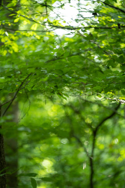 istock Southern state wetland on a rainy evening in summer 1409946227