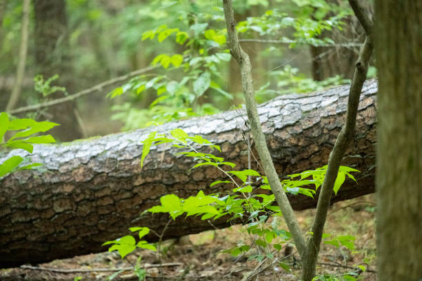 Southern state freshwater wetland forest on a rainy evening in summer (July). The image was captured in Big Creek, Forsyth, (near Cumming) in Georgia (USA) with a full frame mirrorless digital camera and a sharp telephoto lens. The image is part of a large series of Georgia wetland. Most of the images were shot at 200mm and maximum aperture f/2.8 creating a very shallow depth of field resulting in defocused spaces suitable  for copy/text.