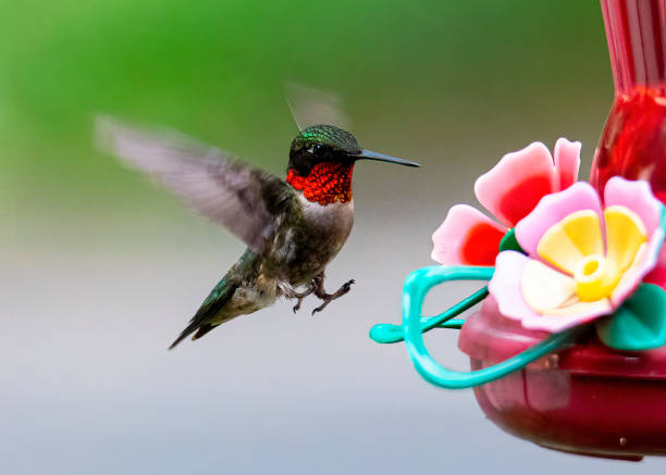 istock Hummingbird On Approach, Feet Down 1409947271