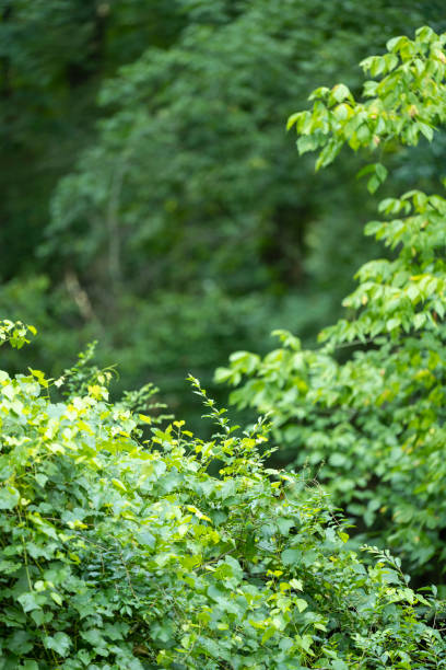 istock Southern state wetland on a rainy evening in summer 1409947309