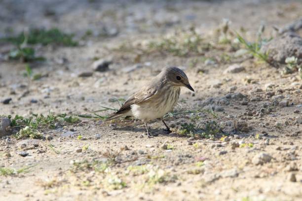 istock Spotted flycatcher, Muscicapa striata 1409947444
