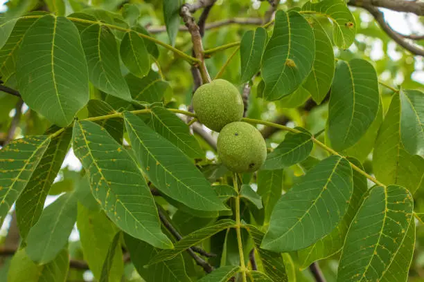 Fresh green walnuts ripening on their walnut tree