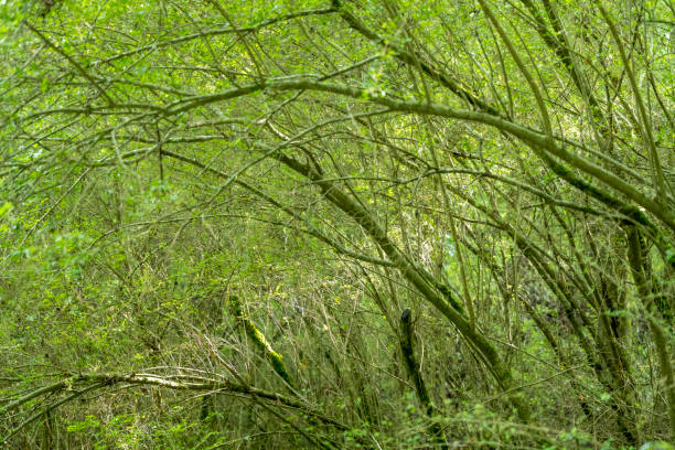 Southern state freshwater wetland forest on a rainy evening in summer (July). The image was captured in Big Creek, Forsyth, (near Cumming) in Georgia (USA) with a full frame mirrorless digital camera and a sharp telephoto lens. The image is part of a large series of Georgia wetland. Most of the images were shot at 200mm and maximum aperture f/2.8 creating a very shallow depth of field resulting in defocused spaces suitable  for copy/text.