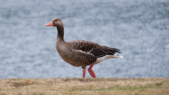 Greylag goose running on the shore of a lake photographed as a close-up