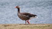 Greylag goose on the shore of a lake close-up