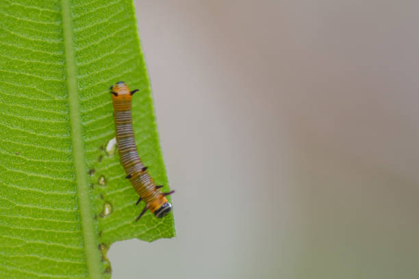 istock Common crow Butterfly Caterpillar feeding on oleander plant leaf. Used selective focus. 1409949174