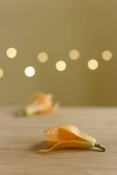 istock Son champa flower on the wooden surface with background yellow light Bokeh. It is also called as Champak or son chafa which used for making perfumes, attar and incense sticks. Used selective focus. 1409949237