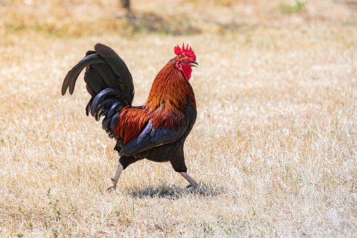 Rooster in a dry field on the sun, summer in Spain