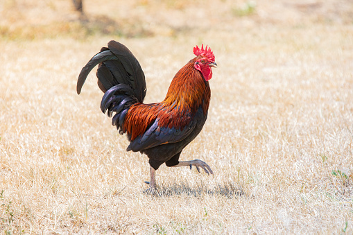 Rooster in a dry field on the sun, summer in Spain