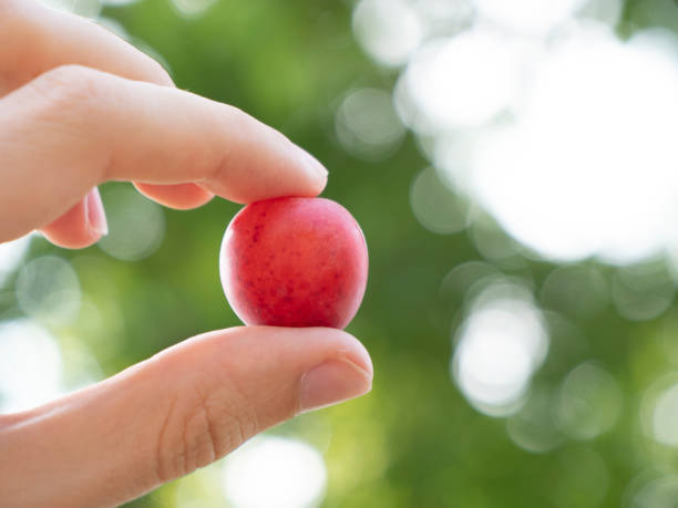 istock Hand hold red plum with plum tree in the blurred background 1409950215