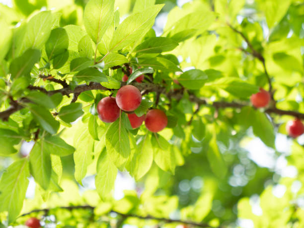 istock Ripe Red Plums on the plum tree, fruit hanging on the tree 1409950229