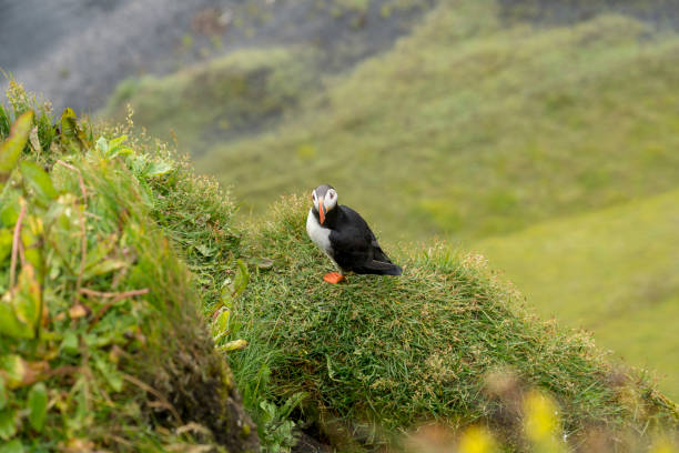 istock Beautiful Puffin on the coast cliff, Iceland. 1409951695